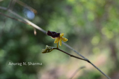 Cottonia peduncularis